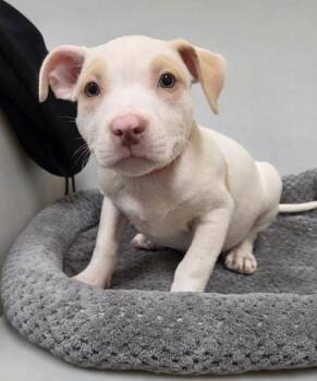 Pup-Peroni -  Pit Bull Terrier and Mixed Breed Dog for Adoption in Westland, Michigan - Pup-Peroni | PetCurious
