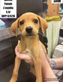 Sprouting -  Labrador Retriever and Golden Retriever Dog for Adoption in Bull Valley, Illinois - Sprouting | PetCurious
