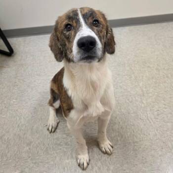 Pensacola -  Hound Dog for Adoption in Chatham, Virginia - Pensacola | PetCurious
