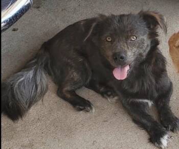Elvis -  Dachshund Dog for Adoption in Blue Springs, Missouri - Elvis | PetCurious