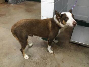 Rescue Border Collie and Husky Dogs for Adoption in Thousand Palms, California - FREDDIE | PetCurious
