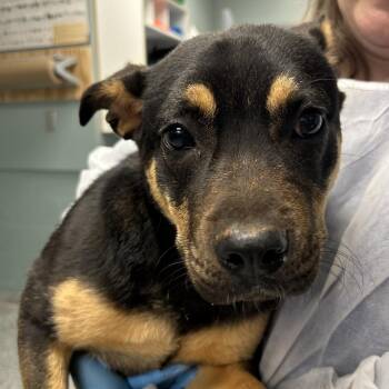 Junebug -  Shepherd and Mixed Breed Dog for Adoption in Greenville, South Carolina - Junebug | PetCurious