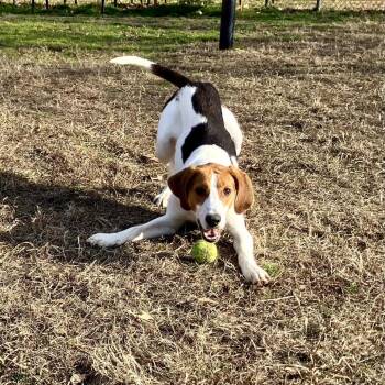 Hound Dogs Available for Adoption - Copper | PetCurious