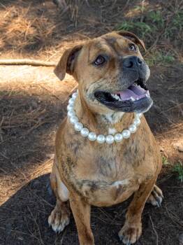 Bella -  Mixed Breed Dog for Adoption in Myrtle Beach, South Carolina - Bella | PetCurious