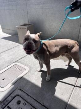 Boston Terrier and Mixed Breed Dogs Available for Adoption in Norco, California - TUCKER | PetCurious