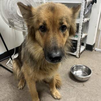 Noelle -  Shepherd Dog for Adoption in Birmingham, Alabama - Noelle | PetCurious