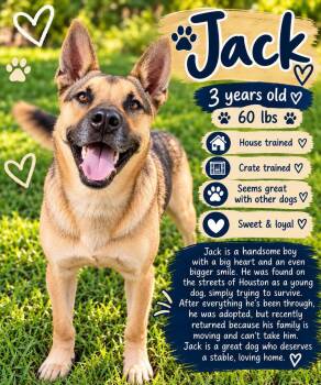 Jack -  German Shepherd Dog Dog for Adoption in Fort Worth, Texas - Jack | PetCurious
