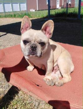 French Bulldog Dogs Available for Adoption in Mcminnville, Oregon - Miss Gucci | PetCurious