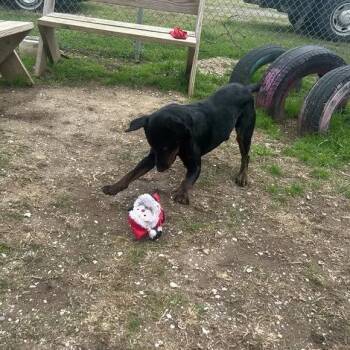 Rottweiler Dogs Available for Adoption - Spencer | PetCurious