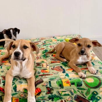 Mixed Breed and Chihuahua Dogs Available for Adoption in Green Bay, Wisconsin - Matt | PetCurious
