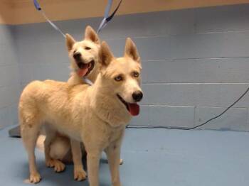 Rescue Siberian Husky Dogs for Adoption in San Marcos, California - URGENT! SAVE ME PLEASE! Milkshake -ID#A545934 | PetCurious