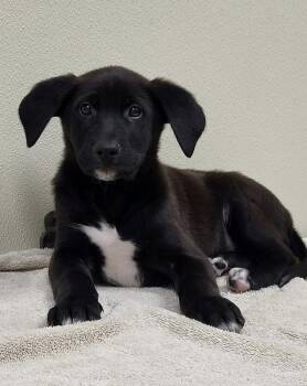 Thornton -  Mixed Breed Dog for Adoption in Groveland, Massachusetts - Thornton | PetCurious
