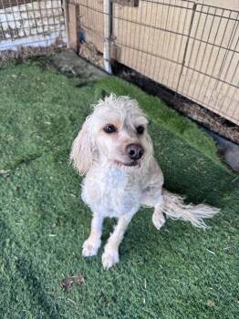 Angel -  Miniature Poodle and Spaniel Dog for Adoption in Newport, Oregon - Angel | PetCurious