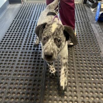 Mixed Breed Dogs Available for Adoption in Mentor, Ohio - Blu | PetCurious