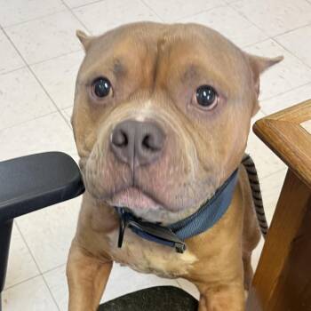 Mike Jones -  American Bulldog Dog for Adoption in Jacksonville, Arkansas - Mike Jones | PetCurious