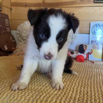 Enzo -  Border Collie Dog for Adoption in Vacaville, California - Enzo | PetCurious