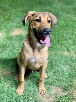 Rescue German Shepherd Dog Dogs for Adoption - Charlie | PetCurious