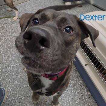 Dexter -  Pit Bull Terrier and Labrador Retriever Dog for Adoption in Parkersburg, West Virginia - Dexter | PetCurious