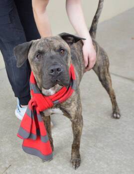 Cane Corso Dogs Available for Adoption - Chew-pid | PetCurious