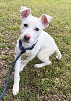 Labrador Retriever Dogs Available for Adoption in Little Rock, Arkansas - Halsey | PetCurious