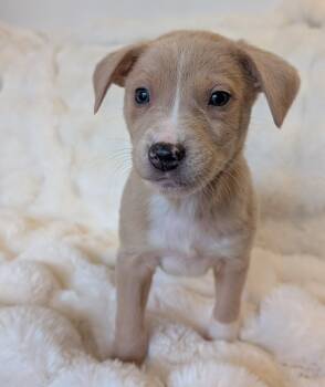Australian Cattle Dog Blue Heeler Dogs Available for Adoption in Brooklyn Center, Minnesota - Aidan* | PetCurious