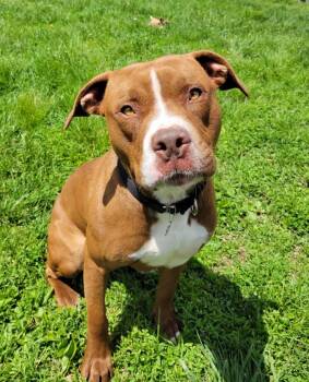 Rusty -  Pit Bull Terrier Dog Available for Adoption in Lisbon, Ohio - Rusty | PetCurious