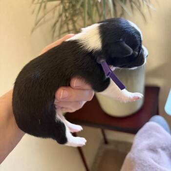 Laurel -  Chihuahua Dog for Adoption in Sacramento, California - Laurel | PetCurious