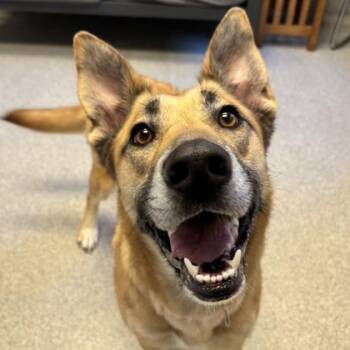 Mayli -  Mixed Breed Dog for Adoption in Lansing, Michigan - Mayli | PetCurious