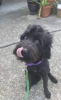 Aussiedoodle Dogs Available for Adoption - Ro | PetCurious