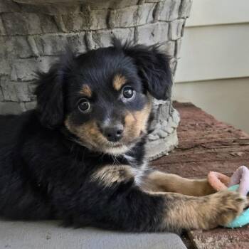 Terrier Dogs Available for Adoption in Shelby, North Carolina - Sally | PetCurious