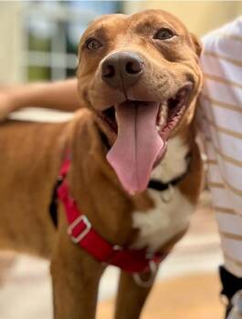 Pit Bull Terrier Dogs Available for Adoption - Tiger | PetCurious