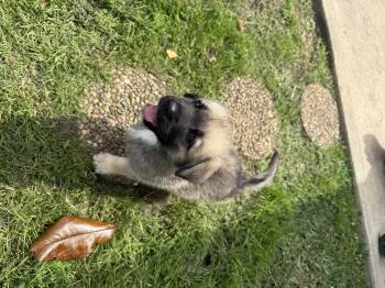 Border Collie Dogs Available for Adoption - Big Boy  | PetCurious