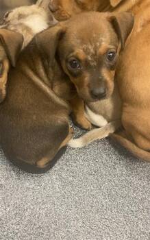 BUBBLE -  Mixed Breed Dog for Adoption in Dallas, Texas - BUBBLE | PetCurious