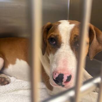 Chichi -  Mixed Breed Dog for Adoption in Winston-salem, North Carolina - Chichi | PetCurious