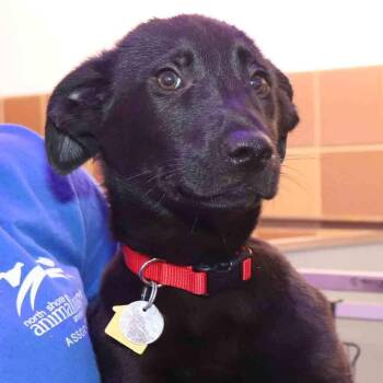 Mixed Breed Dogs Available for Adoption in Port Washington, New York - Shelly | PetCurious