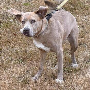 Sitka -  Pit Bull Terrier and Husky Dog for Adoption in Port Angeles, Washington - Sitka | PetCurious