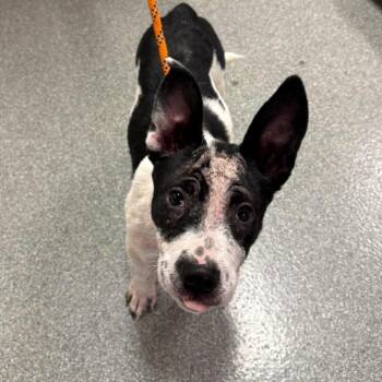 Mango -  Pit Bull Terrier Dog for Adoption in Batavia, Ohio - Mango | PetCurious