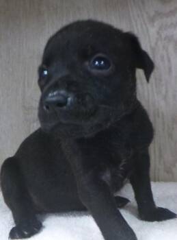 Sage -  Labrador Retriever Dog for Adoption in Lafayette, Louisiana - Sage | PetCurious