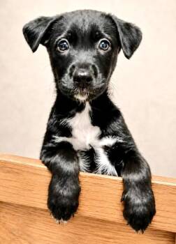 Chiffon -  Mixed Breed Dog for Adoption in Westfield, New York - Chiffon | PetCurious