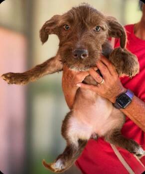 Piazza -  Wirehaired Pointing Griffon and Poodle Dog for Adoption in Ramona, California - Piazza | PetCurious