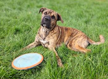 Rescue Chow Chow Dogs for Adoption in Muskegon, Michigan - Pebbles | PetCurious