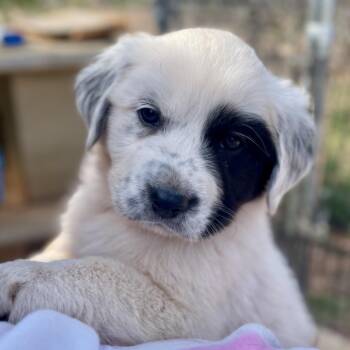Great Pyrenees and German Shepherd Dog Dogs Available for Adoption in Fayetteville, Georgia - Legolas | PetCurious