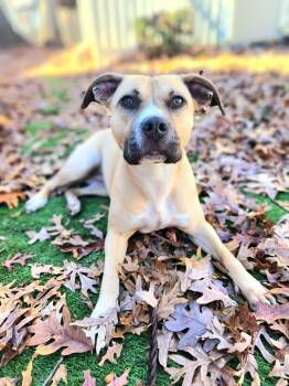 Rescue American Staffordshire Terrier Dogs for Adoption in Pelzer, South Carolina - Fudge Pop | PetCurious