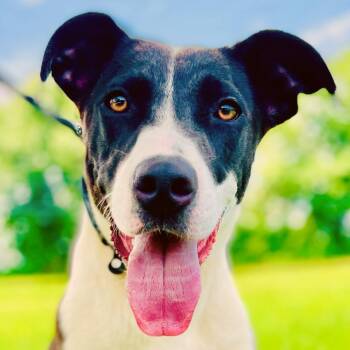 Terrier Dogs Available for Adoption - Oakley | PetCurious