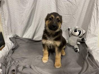 German Shepherd Dog Dogs Available for Adoption in Modesto, California - CINNAMON | PetCurious