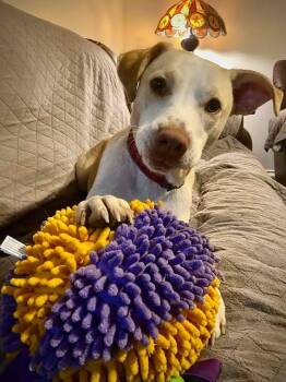 Kanga -  Labrador Retriever and Staffordshire Bull Terrier Dog Available for Adoption in VERNON ROCKVL, Connecticut - Kanga | PetCurious