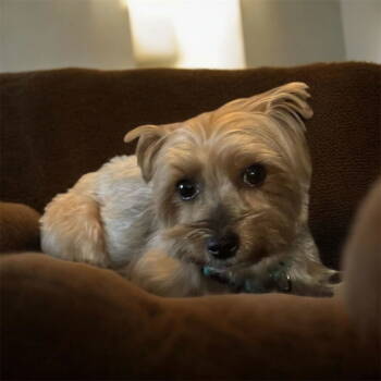 Rescue Yorkshire Terrier Dogs for Adoption in Pacolet, South Carolina - Piper Nov 25 | PetCurious