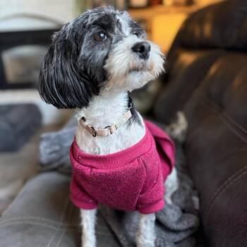 Terrier and Mixed Breed Dogs Available for Adoption in Olathe, Kansas - Staci | PetCurious