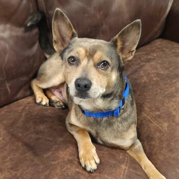 Pedro -  Mixed Breed Dog for Adoption in Marshfield, Wisconsin - Pedro | PetCurious