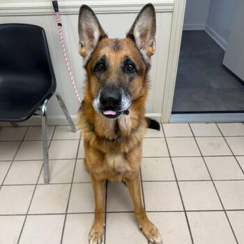 TUSC-Stray-85955 -  German Shepherd Dog Dog for Adoption in Tuscaloosa, Alabama - TUSC-Stray-85955 | PetCurious